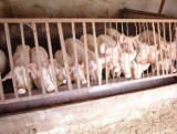 Afrykański pomór świń zmasakrował wielką fermę! Zostanie zabitych 3 tysiące świń!