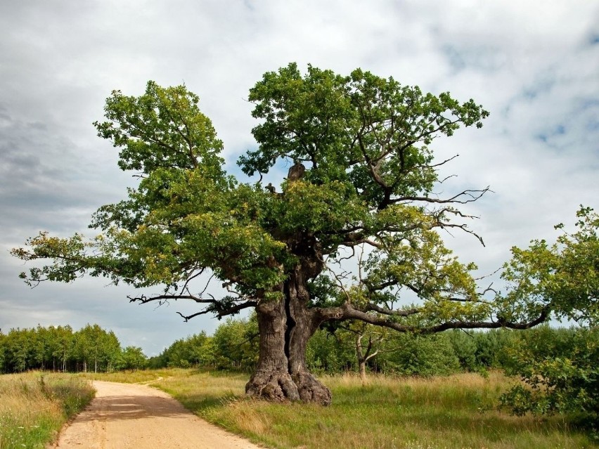 Polski dąb "Dunin" prowadzi w plebiscycie na Europejskie Drzewo Roku. Czy zdoła zwyciężyć?