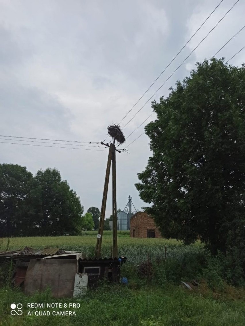 Silny wiatr uszkodził bocianie gniazdo w powiecie tomaszowskim. Na pomoc ptakom ruszyli strażacy. Zobacz zdjęcia