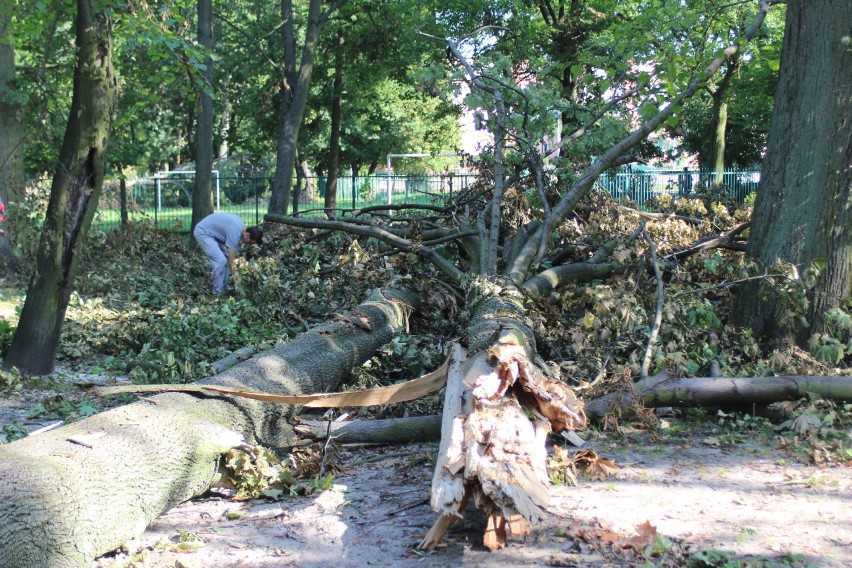 Sprzątanie Parku Trzech Kultur