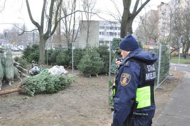 Wielkimi krokami zbliżają się święta Bożego Narodzenia, którym corocznie towarzyszy nieodłączny element w postaci choinki. Okres przedświąteczny to prawdziwe żniwa dla handlarzy. Niestety nie wszyscy prowadzą swoje interesy legalnie. Warszawski urząd opublikował listę sprzedawców, którzy uzyskali zgodę na handel.