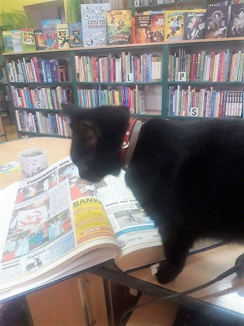 Biblioteczny kot Kropka zaskarbił sobie sympatię czytelników...