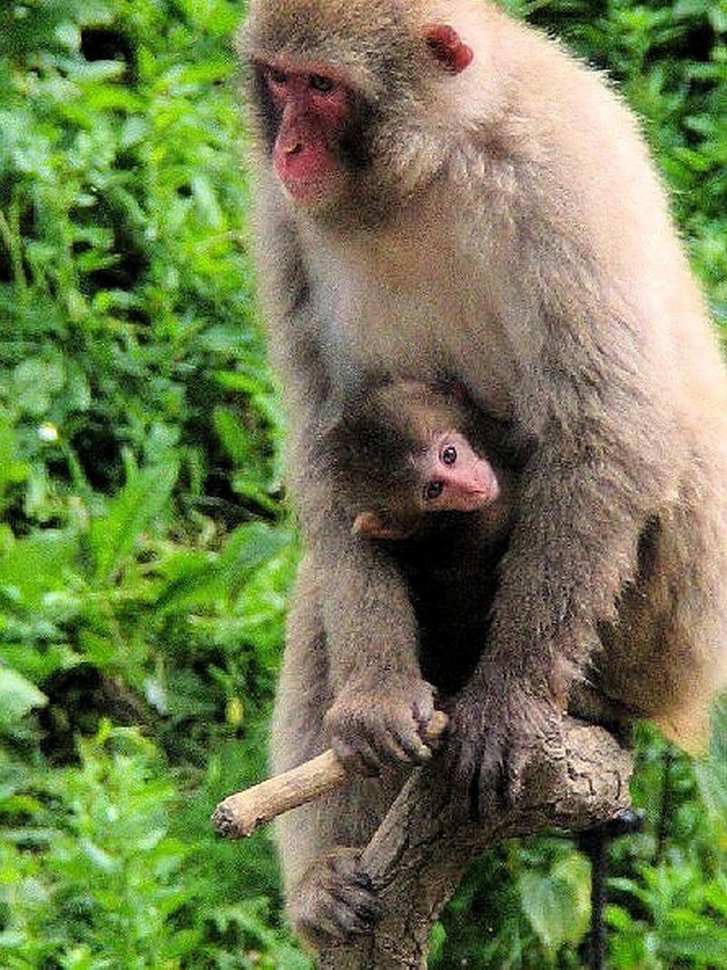 Młoda makaka japońska