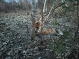 Zwłoki lisa przywiązane stalową linką do drzewa na Ludwikowie w Tomaszowie Maz.[UWAGA, DRASTYCZNE ZDJĘCIA]