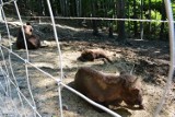 Żubry zostały zabite! Leśny Park Niespodzianek w Ustroniu zaprzecza, a ekolodzy dalej swoje!