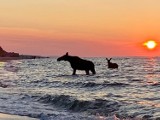 Wakacje nad morzem, czyli łosie w Bałtyku i na plaży w Jastarni. To było nieziemskie spotkanie na Półwyspie Helskim | ZDJĘCIA