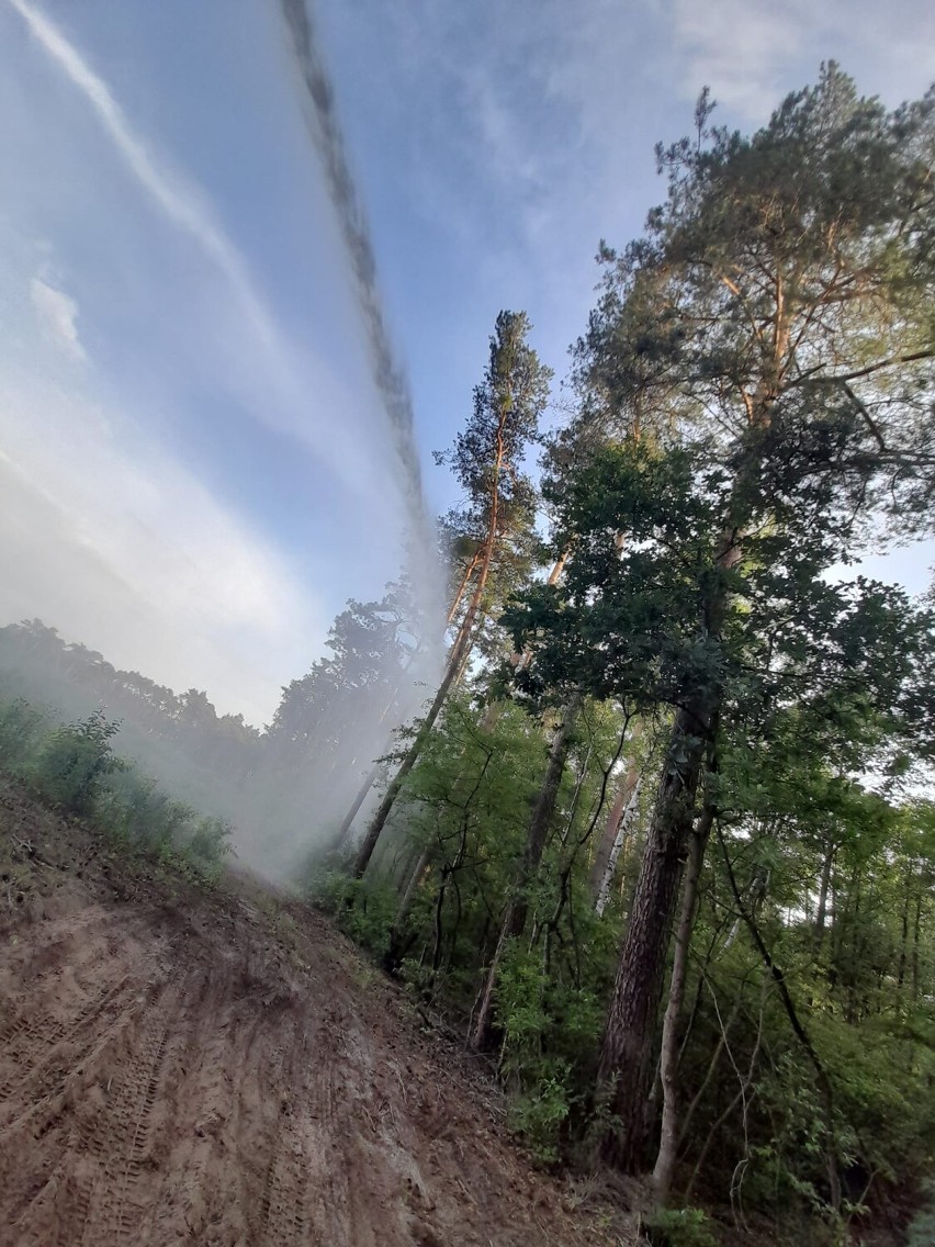 Wielki pożar lasu koło Słonina w gminie Czempiń
