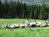 W Korbielowie owce są już na halach, a w Cięcinie wyjdą w najbliższą sobotę