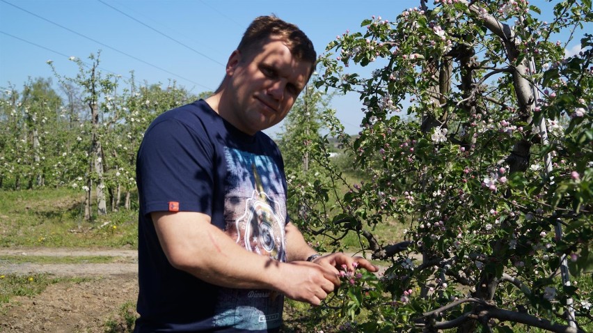 W Siedlcach pod Częstochową jabłonie rosną jak na drożdżach