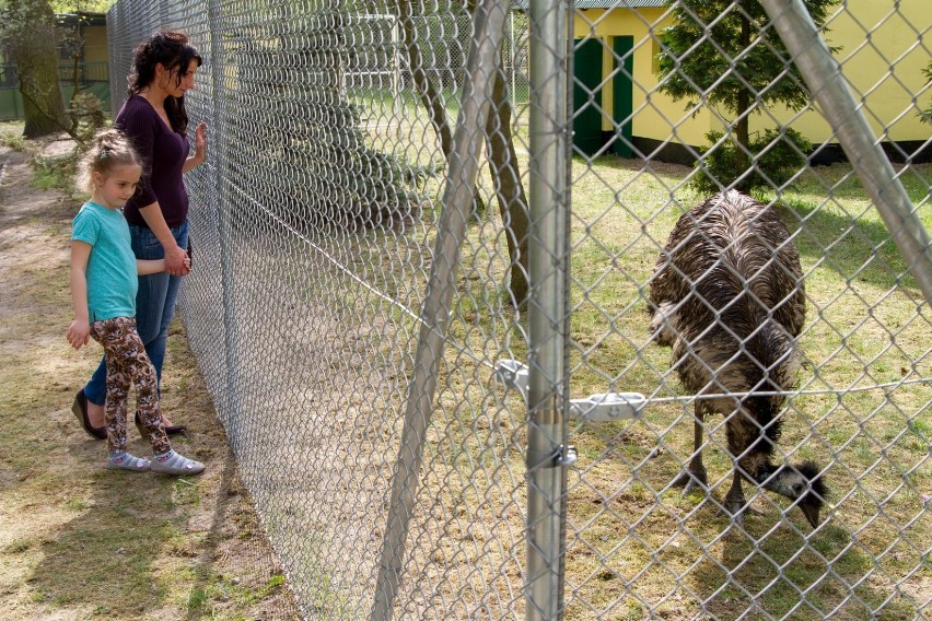 Śrem: emu zamieszkały w parkowym ZOO [ZDJĘCIA]