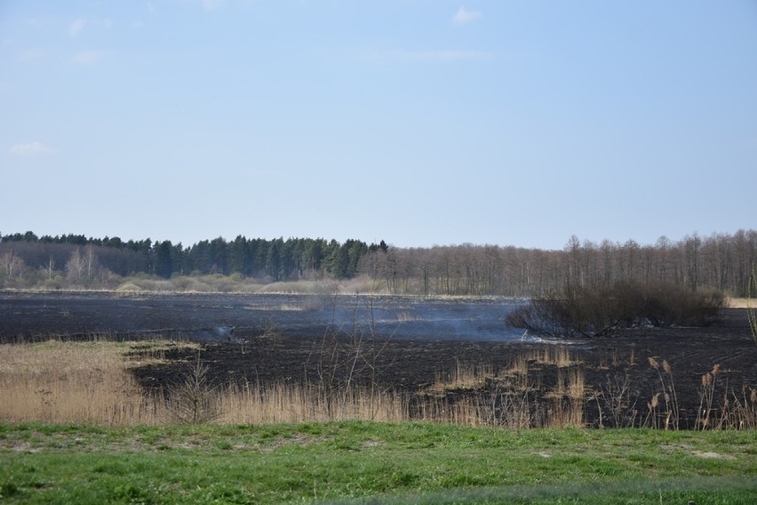 Kolejny duży pożar w Zamościu. Płonęły trawy za blokami przy...