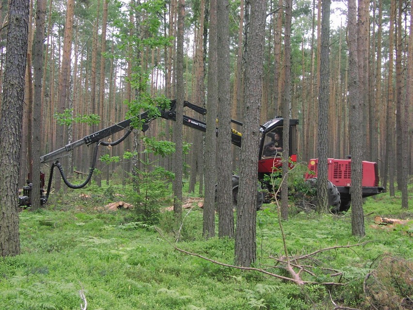 Lasy w powiecie kłobuckim sprzątają przy użyciu ciężkiego...