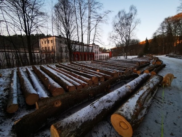 Mieszkańcom nie podoba się wycinka drzew na terenie Krynicy-Zdrój, radni odpowiedzieli na ich petycję.  