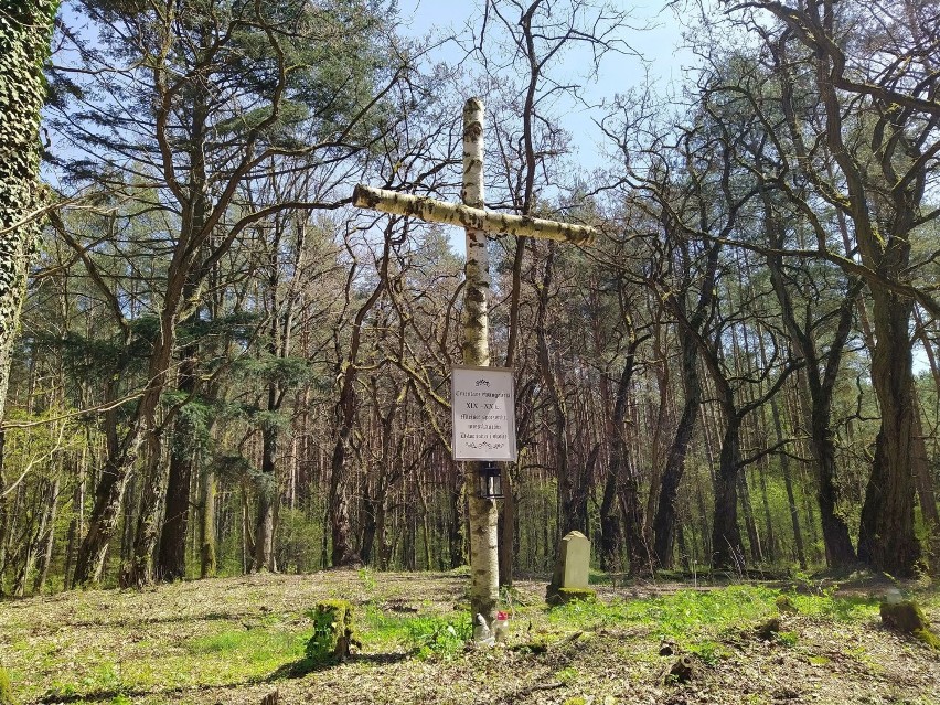 Stary cmentarz pośrodku lasu w gminie Skoki. Groby porastają rośliny