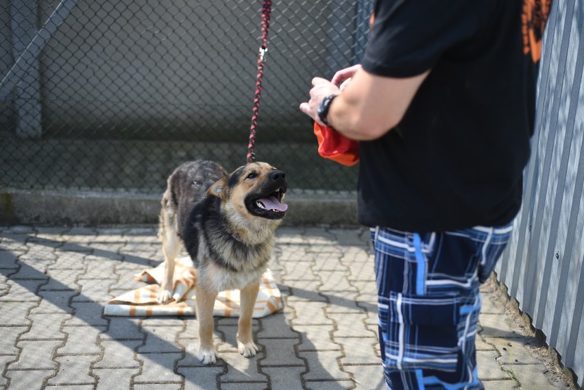 Więźniowie uczą się opiekować psami w Zakładzie Karnym w Wojkowicach [ZDJĘCIA]