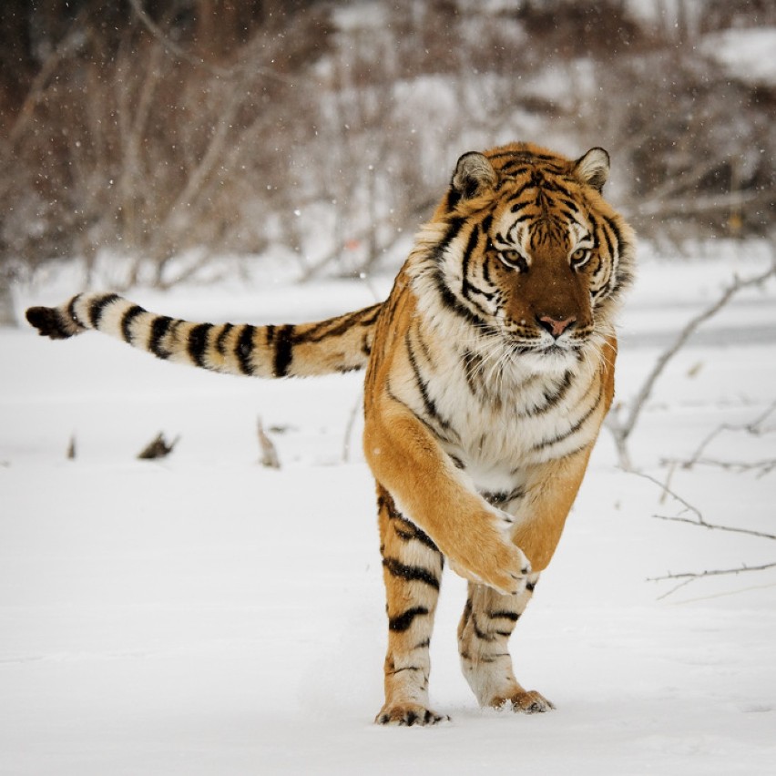 ZOO Płock ma nowe wybiegi dla panter i tygrysów [FOTO]