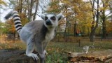 Lemury, rysie czy antylopy. Zoo we Wrocławiu ratuje zagrożone gatunki (wideo)