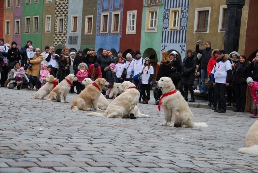 Poznań: Golden retrievery wolontariuszami podczas XXI finału WOŚP [ZDJĘCIA]