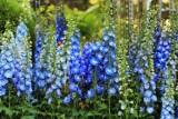 Niebieskie kwiaty do ogrodu i na balkon. Polecamy 15 najpiękniejszych kwiatów, które będą kwitły od wiosny do jesieni