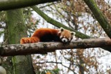 Panda ruda urodziła się w Śląskim Ogrodzie Zoologicznym w Chorzowie! Zobacz ZDJĘCIA. To już trzecie dziecko Laysy i Pinga