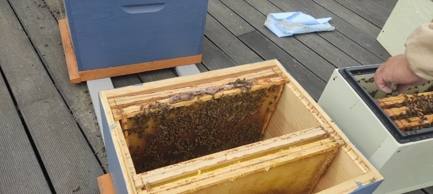 Kolejna pszczela rodzina wprowadziła się na dach EC1! Jednak...