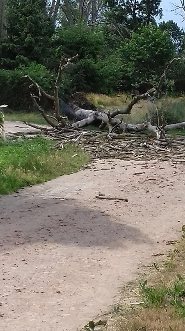 Żuławy i Mierzeja. Dała już znać o sobie zmiana pogody. Strażacy zanotowali osiem zdarzeń w ciągu pół godziny.