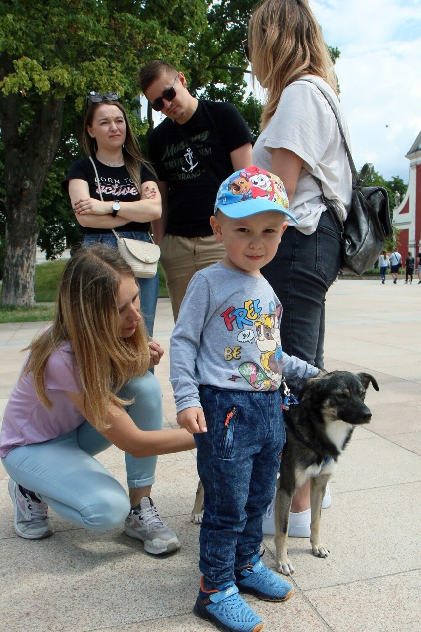 "Wybierz właśnie mnie!". Wydarzenie promujące odpowiedzialną adopcję zwierząt odbyło się na placu Litewskim w Lublinie