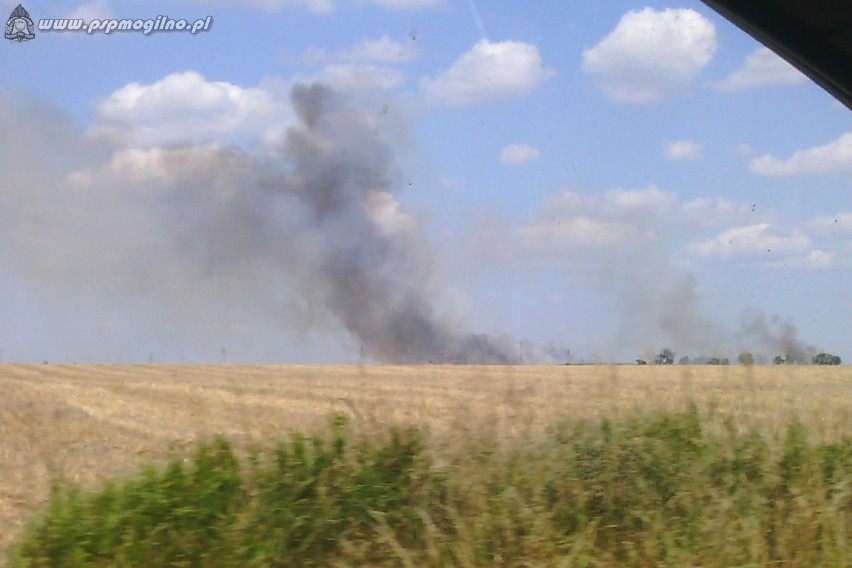 Pożar zboża na pniu w pobliżu miejscowości Mierucin...