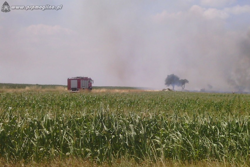 Pożar zboża na pniu w pobliżu miejscowości Mierucin...