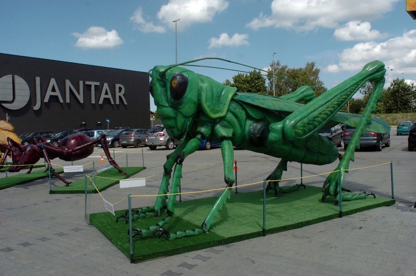 Centrum Handlowe Jantar Słupsk: Wystawa gigantycznych owadów w Jantarze [ZDJĘCIA+FILM]