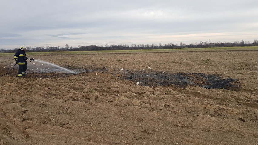 Pożar na polu. Silny wiatr sprawił, że zrobiło się niebezpiecznie