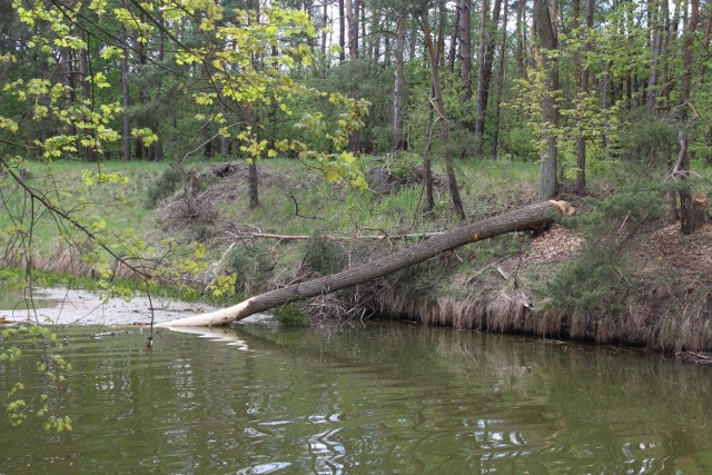 Bobry z łatwością radzą sobie z powaleniem nawet starych drzew.