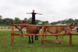 Drohiczyn. Znamy wyniki XIV Regionalnej Wystawy Koni Hodowlanych. Hodowcy zaprezentowali swoje najlepsze okazy