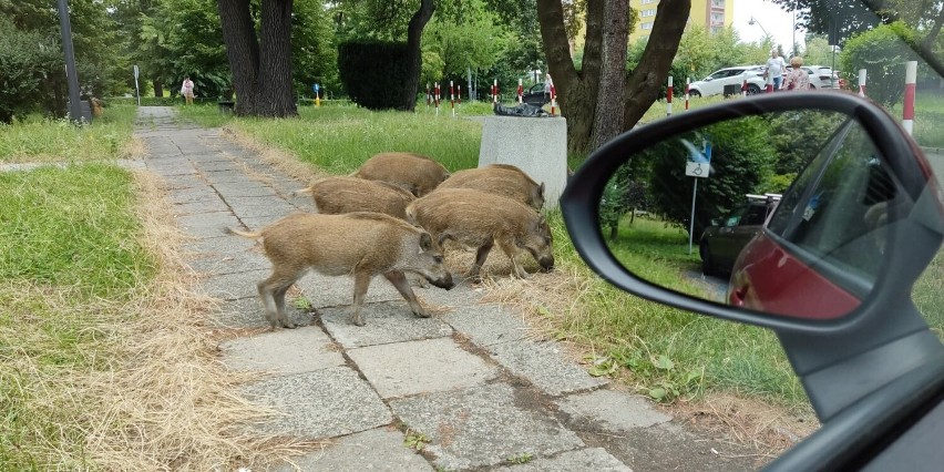 Dziki przy przy urzędzie miejskim w Jaworznie...