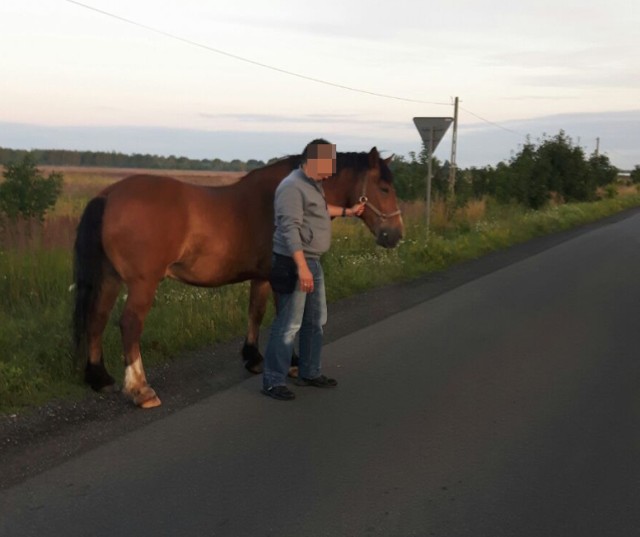 Koń galopował trasą szybkiego ruchu pod prąd, policjanci ściągali go na pobocze [WIDEO, ZDJĘCIA]