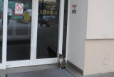 Kot szuka domu w Szamotułach