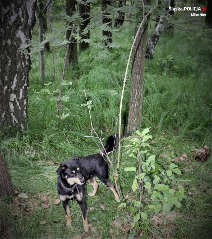 Przerażające! Pies przywiązany do drzewa w pow. mikołowskim, pozostawiony na pastwę losu. Kto to zrobił?