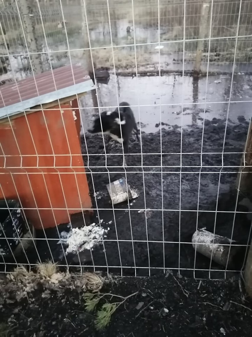 W kojcu psa pełno wody, a w niej stare ziemniaki zmieszane z błotem. Interwencja animalsów pod Bytowem