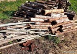 Nielegalnie wycięli blisko 270 drzew. Schwytali ich bolesławieccy policjanci