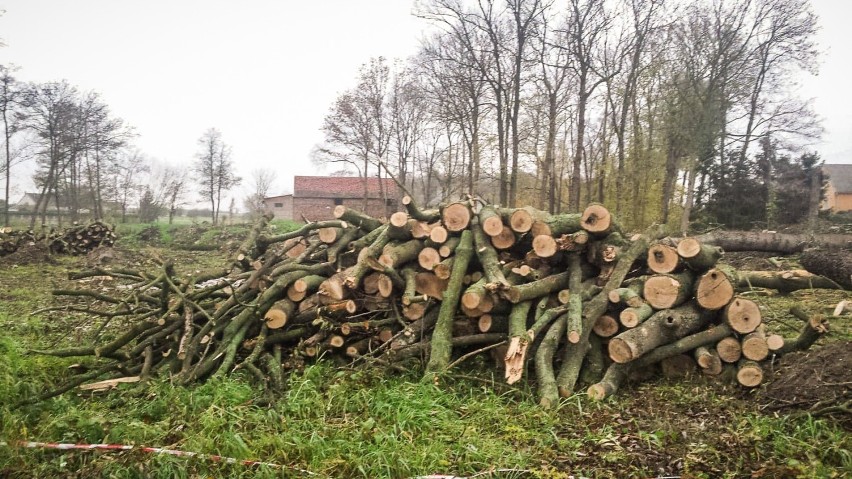 Wytną tysiące drzew przy drogach wojewódzkich na Dolnym Śląsku, także w okolicach Góry i innych miejscowości powiatu górowskiego [ZDJĘCIA]