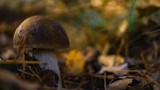 Takie grzyby można znaleźć w Osieku Wielkim w gminie Rojewo koło Inowrocławia [zdjęcia]