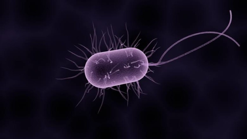 Superbakteria, jak określili ją naukowcy jest niebezpieczna...