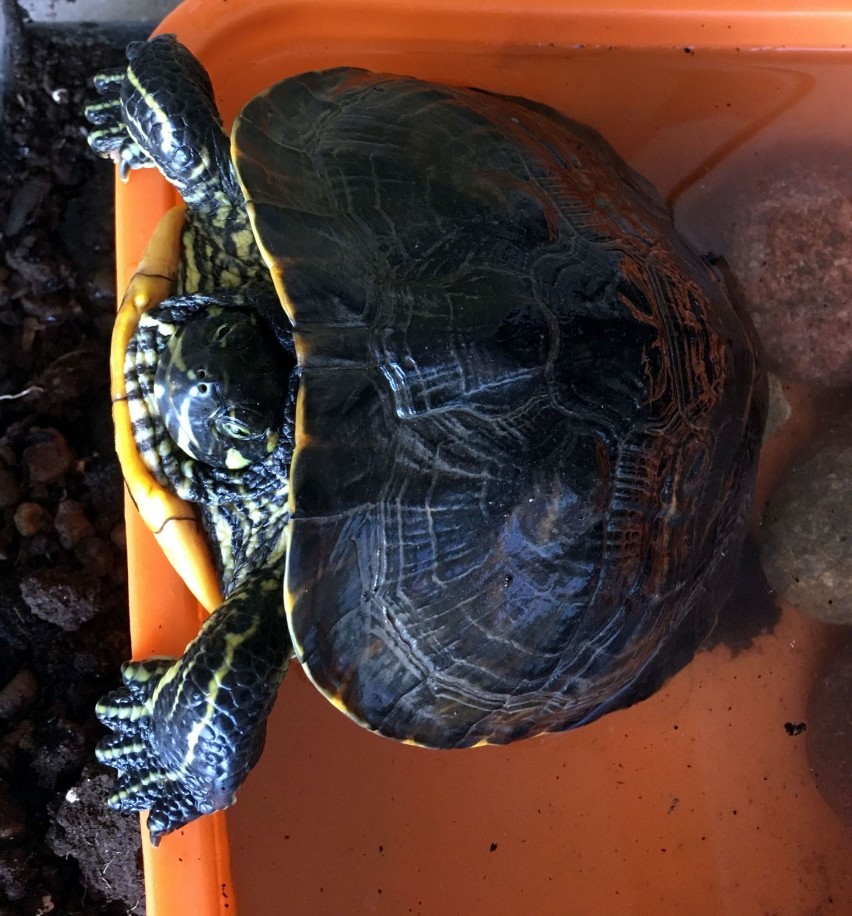 Wigierski Park Narodowy. Amerykański, drapieżny żółw został schwytany przez leśników