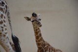 W zoo w Opolu urodziła się żyrafa! Ta mała jest jak modelka 