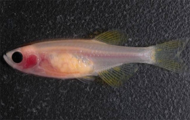 http://www.livescience.com/php/multimedia/imagedisplay/img_display.php?s=animalworld&amp;c=&amp;l=on&amp;pic=080206-seethru-fish-02.jpg&amp;cap=Researchers created a see-through zebrafish so they can study disease processes, including the spread of cancer