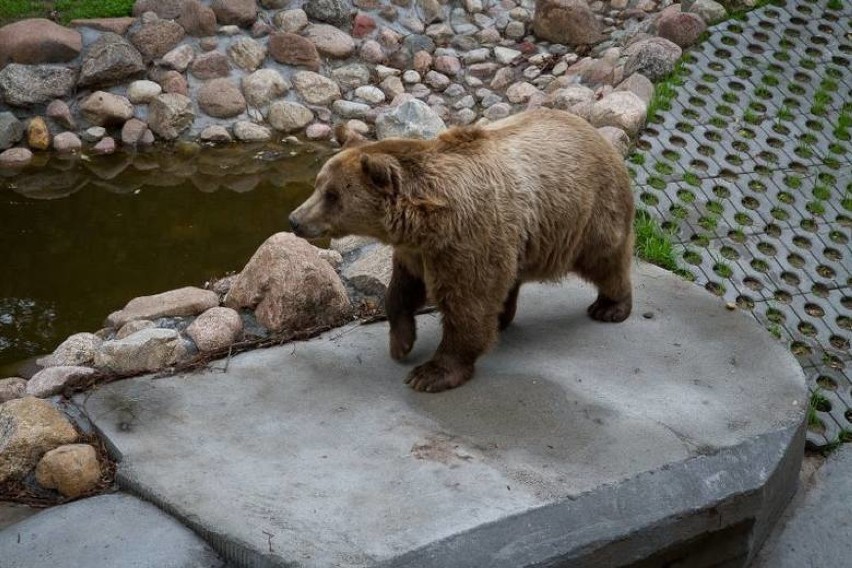 Idzie wiosna? Miś Grześ wybudził się z zimowego snu w ZOO Akcent