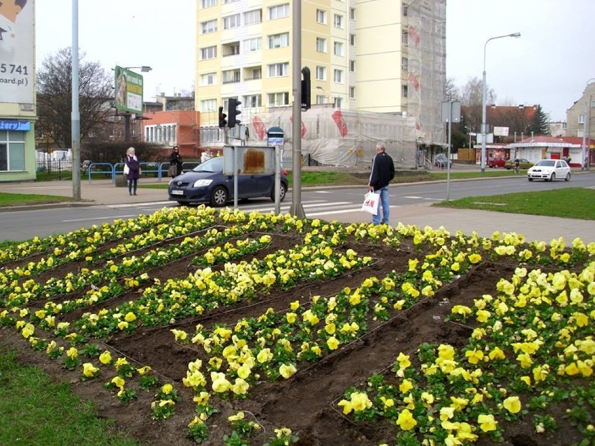 Musieli przesadzić 800 bratków z Ronda Komorowskiego, bo kibicom Lechii kolory kojarzyły się z Arką [zdjęcia]