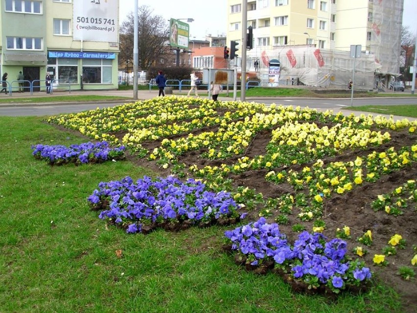 Musieli przesadzić 800 bratków z Ronda Komorowskiego, bo kibicom Lechii kolory kojarzyły się z Arką [zdjęcia]