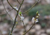 Piękne przedwiośnie w Arboretum w Bolestraszycach koło Przemyśla [ZDJĘCIA]