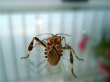 Wtyk amerykański to owad, który wchodzi do domów. Co to za owad, czy jest groźny i jak się go pozbyć?